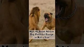 Lion VS Boerboel! .... Who Would Win?