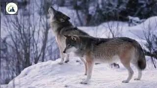 7 tips how to survive a wolf attack