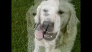 Ma chienne