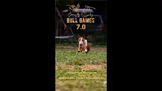 Бультерьер Лекси на соревнованиях по пит-стафф многоборью BullGames 03.08.2024 г. Санкт-Петербург