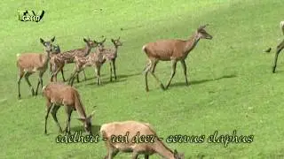 FaunaView: Roodwild Familie met hertenkalfjes - Red Deer Family