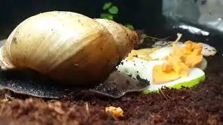 Giant African Land Snail Timelapse - Act 2