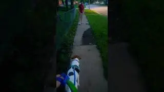 Desensitizing Pepper to this dog deterrent spray! Going well! 🐕 #dog #animals #funnyanimals