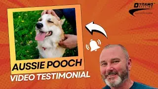Aussie Pooch Video Testimonial - Paul Walters