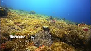 Anemone City - Diving in Alor, Indonesia