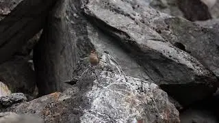 Piwauwau (rock wren) sighted in Perth River valley, April 2019 (Pt. 1)