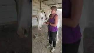 How to Catch a Horse