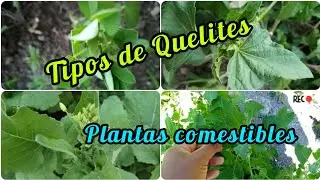 Plantas (quelites) que se consumen de mi huerto y no lo sabia!!!😲🧐