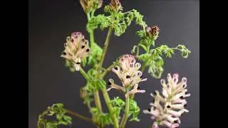 Fumaria agraria 1