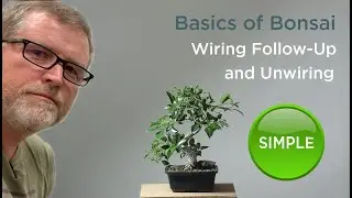 Bonsaify | Basics of Bonsai: Unwiring a Ficus Bonsai