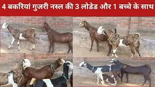 4 बकरियां गुजरी नस्ल कि 3 लोडेड 1 बच्चे के साथ।। Mob.9050518118.