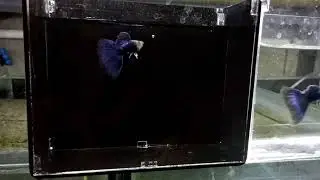 Half black blue delta tail guppy