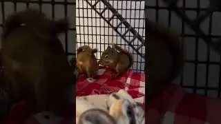 Red Squirrel Sisters