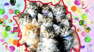 Самые ЛУЧШИЕ ролики про МАЛЕНЬКИХ КОТЯТ!
