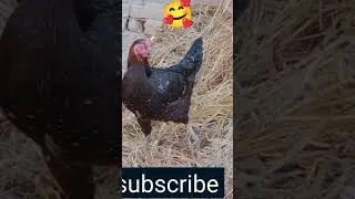 Do you also like this black Native | Desi | chicken?Desi murghi 😍