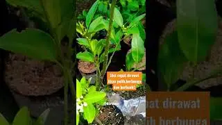 Daun Jeruk jadi Kuning #caratanam #tanaman #pohonjeruk #berkebun #pohonbuah #jeruk #bibitjeruk #diy