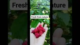 A simple pleasure that tastes like summer 🍓✨ #BerryJoy #FreshFromNature