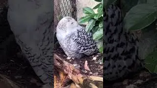 Owl sleeping habits *animalshorts*🦉#owls  #zoolife  #animalfunnyshort #snowyowl  #animal_fanatics