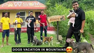 Best Place For Dogs Vacation in Mountains 😍😱| Pawsum!