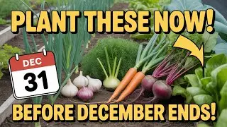 20 Most Productive Crops You Must Plant in December Before it's Too Late!