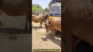 sahiwal, jersey cross breed cow | sardarnagar cows market