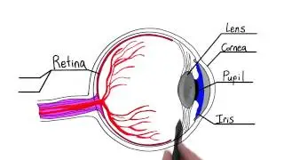 Parts of the eye - Intro to Psychology