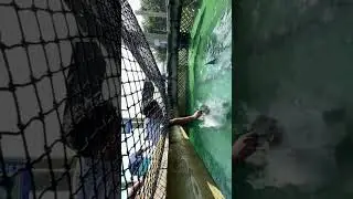 Tarpon feeding gone wrong @ Keywest Florida