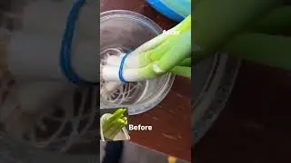 Regrowing Green Onions | Homestead Farmer | Self Sufficient Living By 2030