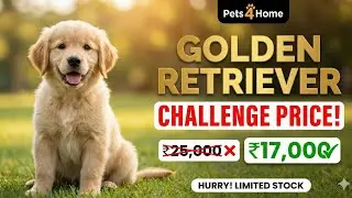 🔥 Challenge Price! Golden Retriever Puppy in ₹17,000 Only? 😱 | Limited Stock