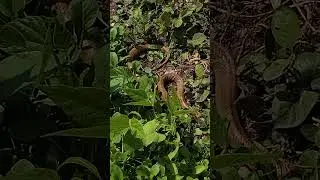 정원에서 회색뱀을 만났어요. #자연생존#독사 종 #new #snake #animals