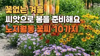 꽃 없는 겨울 씨앗으로 봄을 준비해요/ 노지월동 꽃씨 10가지