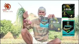 Onion results# growing#big size#agriculture #प्याज_की_खेती