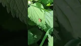 Doesn't quite look real - final instar Pied Shield Bug on Dead-nettle leaf