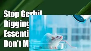 Stop Your Gerbil from Digging Out: Essential Tips You Can't Afford to Miss!