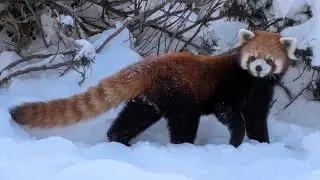 Red Pandas Playing in the Snow, Calgary Zoo