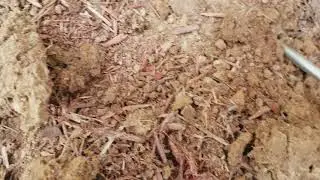 Another failed termite bait system