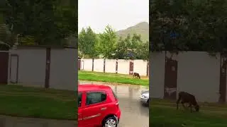 Rainy weather in Barikot Swat #travel #shortvideo #fyp
