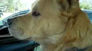 My road dog  Chief