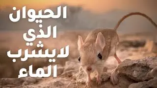 تعرف علي الحيوان الذي لا يشرب الماء ابدا.. اليربوع
