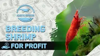 My Journey Breeding Cherry Shrimp for profit.#CherryShrimpBreeding #AquariumHobby #ShrimpTankSetup