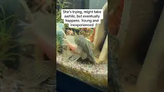 Long fin albino bristlenose pleco #fyp #fish #fishtank #fishaquarium #aquarium #pleco #bristlenose