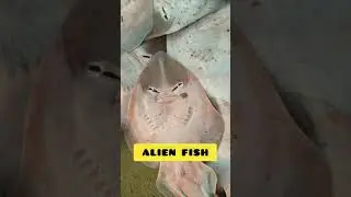 #sword ALIEN Fish or #Guiter Fish still alive without water