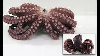 ✅  One leg up! Rare nine-legged octopus is discovered in Japan