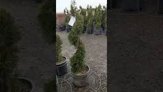 Alpha Nursery Plant Tour