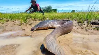 wow amazing fishing! a smart man catching fish & pick eggs snails at field by best hand