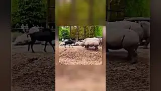Fearless Goat Takes on a Group of Rhinos and Wins!
