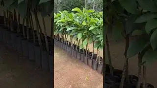 Injertos de Zapote Mamey Maga&ntilde;a 1 M1 redondo en Huertas Maga&ntilde;a #mamey #zapote #huertasmaga&ntilde;a