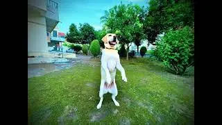 Dancing Daryl #happy #dog #pet #love #2026