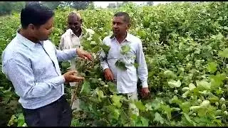 Cotton me  white fly hara tela borar vprom 5Mb 9812558777