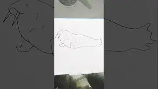 How To Draw A Walrus #shorts #ytshorts #drawing #reel #art